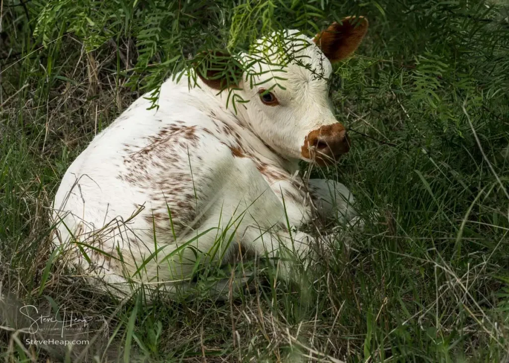 Small white and brown spotted Texas Longhorn calf resting peacefully in tall green grass
