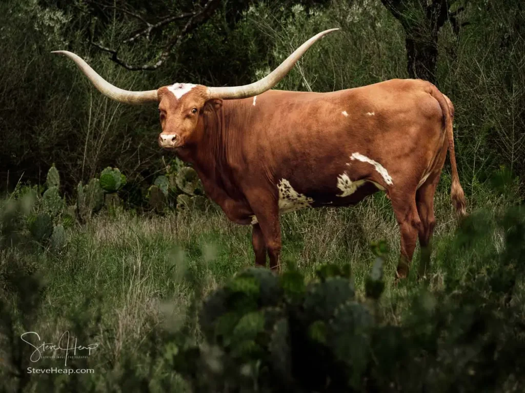 Full side profile view of a brown and white Texas Longhorn cow standing in the Texas oak woods