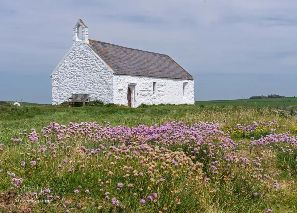 Whitewashed Eglwys Cwyfan church framed by wild pink sea thrift flowers in the foreground