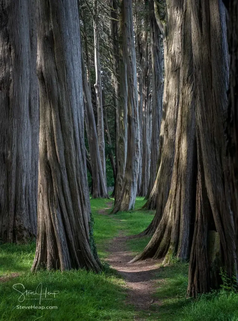 Tall, deeply textured Monterey cypress trees lining the woodland avenue at the Plas Newydd estate