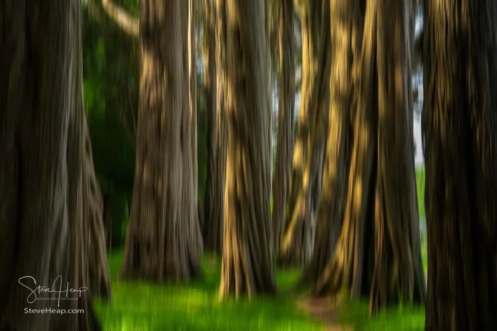 Intentional Camera Movement exposure of the Monterey Cypress Trees. Impressionist Forest, Vertical Light. See it in my online store.