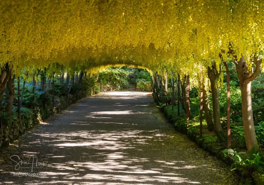 Golden canopy of blooming yellow blossoms inside the Laburnum Arch walkway at Bodnant Garden