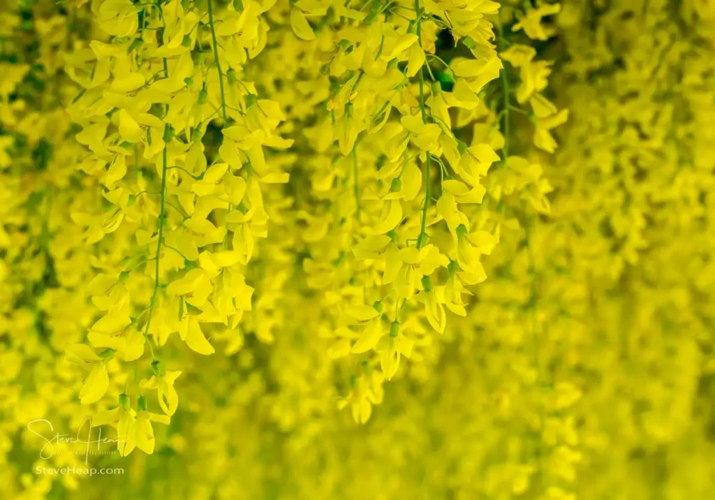 Close-up macro view of the bright yellow hanging Laburnum blossoms. Prints available in my online store.