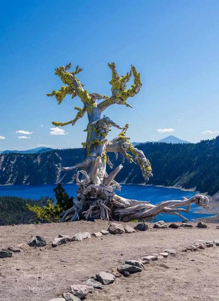 Colorful lichen on this impossibly twisted tree stump with a view of Crater Lake