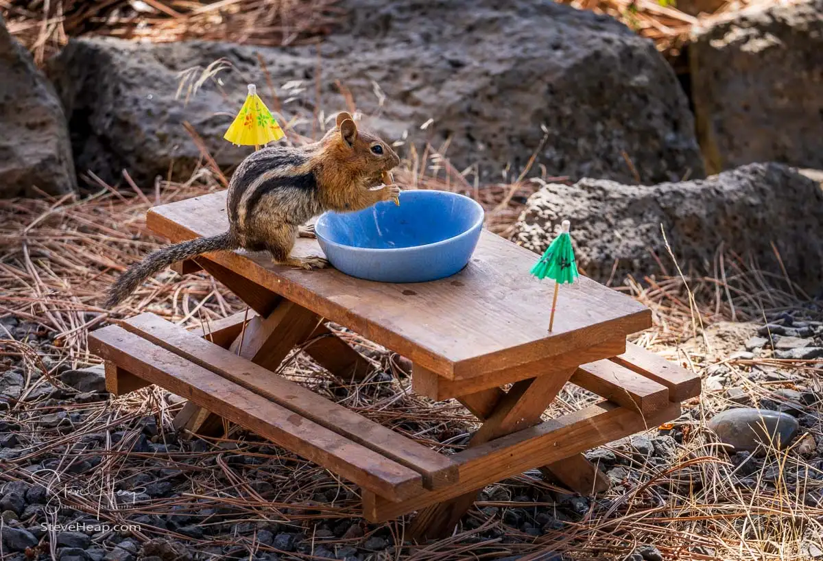 A smallish Golden-mantled Ground Squirrel having a nibble at the tiny picnic table left for them to socialize around