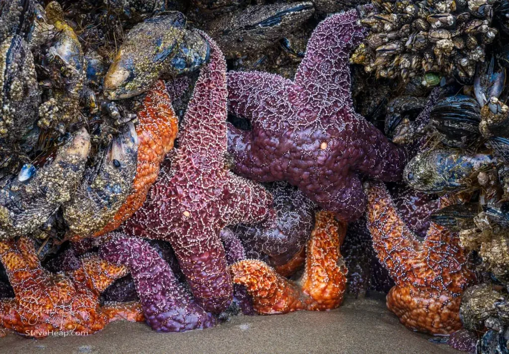 Marine life on the beach at Cannon Beach in Bend